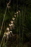 Lopsided Indiangrass